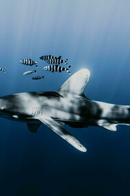Shark swimming with a school of zebra fish underwater