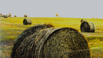 Pacas, Paisaje de Guanacaste, 2000