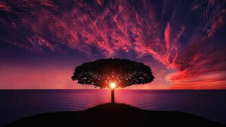 A tree within a narrow enclosure that restricts its growth