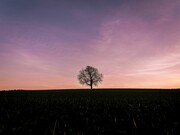 El árbol de la lechuza