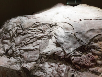 Berlinde De Bruyckere, Aletheia, dettaglio, Courtesy Fondazione Sandretto Re Rebaudengo, Ph. Paolo Formica