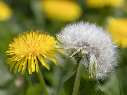 Diente de león en un prado