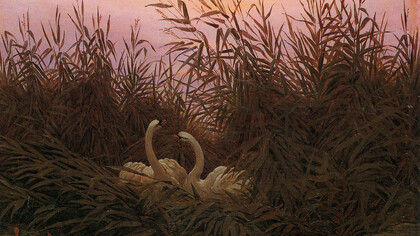 "Cisnes en los juncos al amanecer", Caspar David Friedrich, 1832