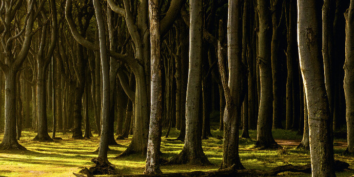 Woodlands. Courtesy of Bernheimer Fine Art