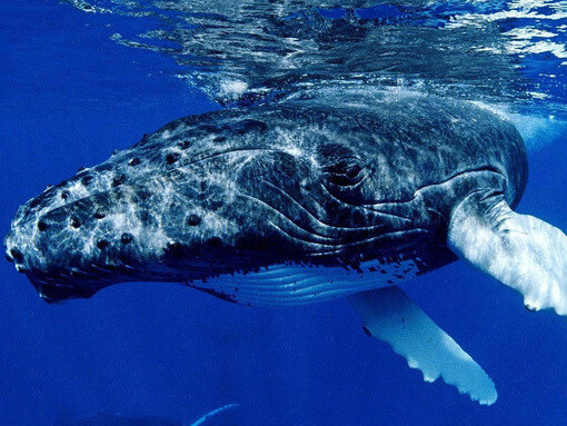 Tan común fue la presencia de la boreal en los barcos balleneros y en la consciencia comercial de los Países Bajos, que es probable que las colas de la estación De Akkers repliquen la de esta especie