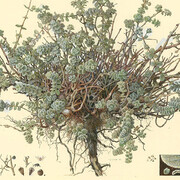 Seeds of the Land. Courtesy of Israel Museum