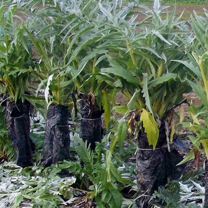 Il cardo coltivato viene utilizzato nella cucina tradizionale italiana, soprattutto durante le festività invernali