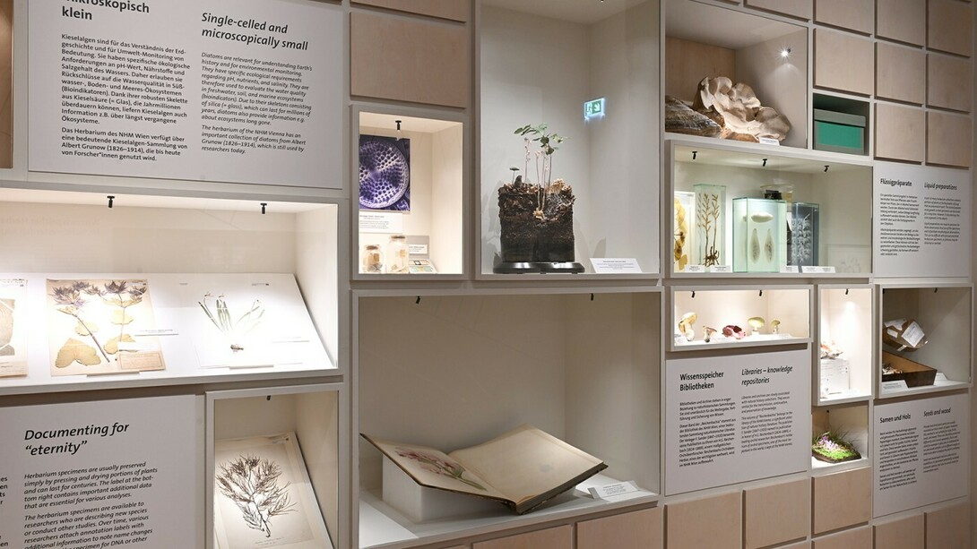 Sebastian Cramer, Two views on plants, ausstellungsansicht. Mit freundlicher genehmigung des Naturhistorischen Museums Wien