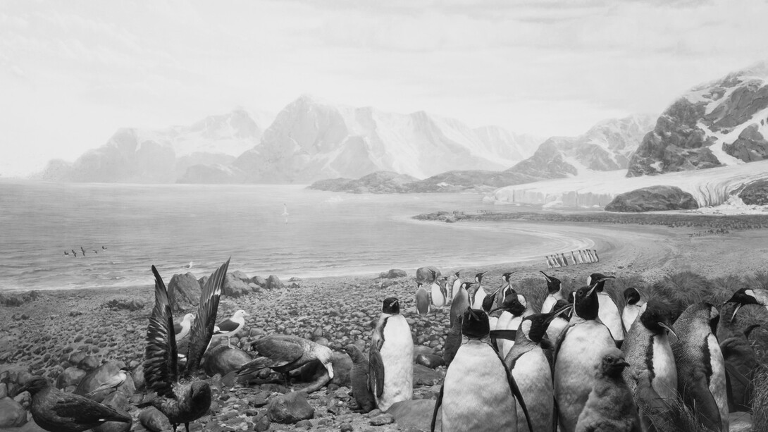 Hiroshi Sugimoto, Birds of the South Georgia, 2012, stampa ai sali d’argento, 119,5 x 184,5 cm, Courtesy l’artista 
