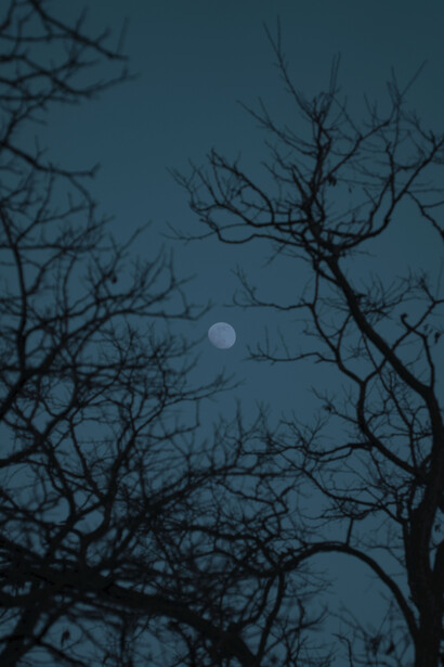 ¿Qué tragedia me aguarda en esta noche de presagios? Si los pájaros anquilosados caen sobre las hojas secas y quiebran sus cuellos, si lo que parece una luna no es más que una estampilla de muerte