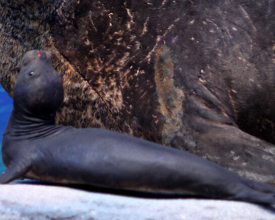 Black Sea seal. Courtesy of Grigore Antipa National Museum of Natural History