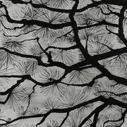 Edgar Honetschläger, Sugi from the series Sumi-e, 2013. Courtesy of Nordico Stadtmuseum