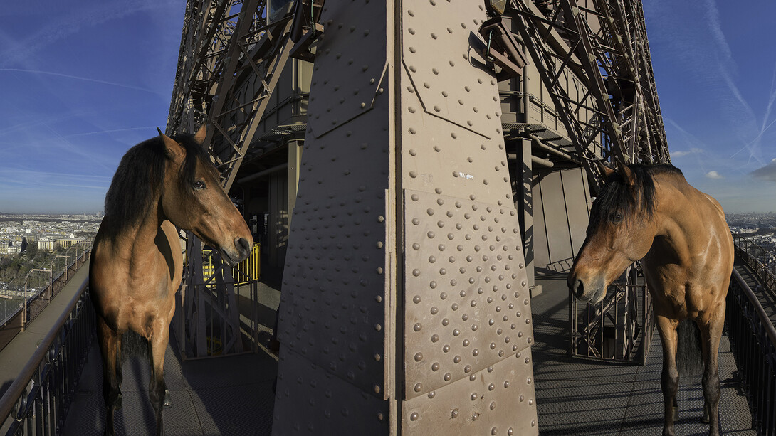 Paola Pivi, “Yee-Haw (Paris)”, detail, 2015, Photographie digitale, montée sur dibond et diasec. Photographie par Hugo Glendinning, 180 x 553 cm (en 2 panneaux) / 70 3/4 x 217, 23/32 in (in 2 pannels), Courtesy Galerie Perrotin