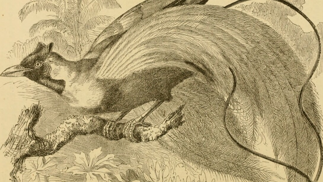 Charles Darwin, 1809-1882, La descendencia del hombre y la selección en relación al sexo, 1871