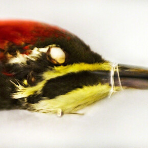 Aves. Courtesy of Galerie Claude Samuel