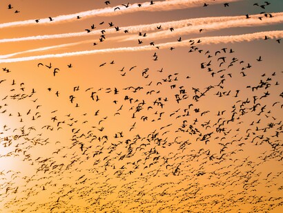 Migration of species