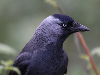 Jackdaws require tree holes for nesting © Gehan de Silva Wijeyeratne