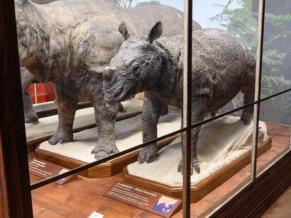 Der ordnende blick. Eine geschichtliche spurensuche, ausstellungsansicht. Mit freundlicher genehmigung des Naturhistorischen Museums Wien