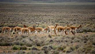 La vicuña es un símbolo de biodiversidad y riqueza natural en Perú, destacada por su papel en la historia cultural y económica de los Andes