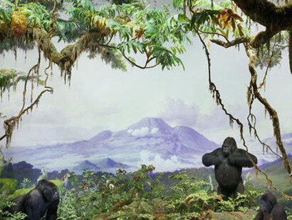 Akeley Hall of African Mammals. Courtesy of American Museum of Natural History