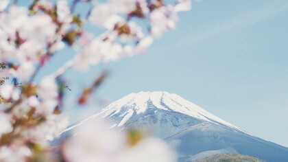 Cerezos en flor con el Fuji al fondo