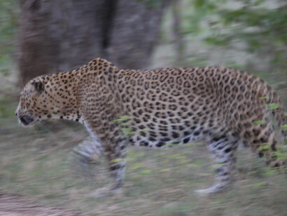 Leopard, slow shutter speed creates blur and impression of movement © Gehan de Silva Wijeyeratne