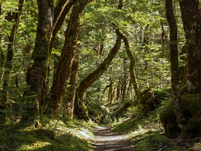Bosque: a través de este increíble desarrollo intelectual, ocurrido a partir de ese momento reciente de nuestra historia, llamado el neolítico, sabemos hoy que el universo es un sistema interconectado, que la vida es un continuo