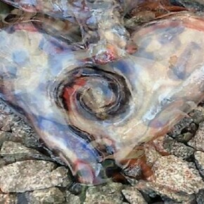 Karen Finley, Still from The Troubles, Work in progress