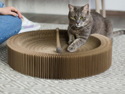 A pet cat relaxes on the carpet while its owner vacuums nearby