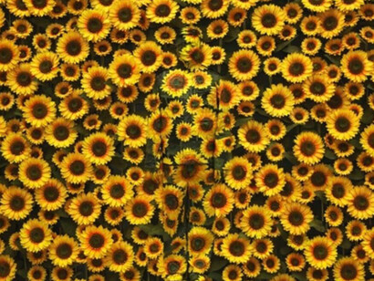 Sunflowers, 2012. © Liu Bolin, courtesy of the artist… Paris-Beijing