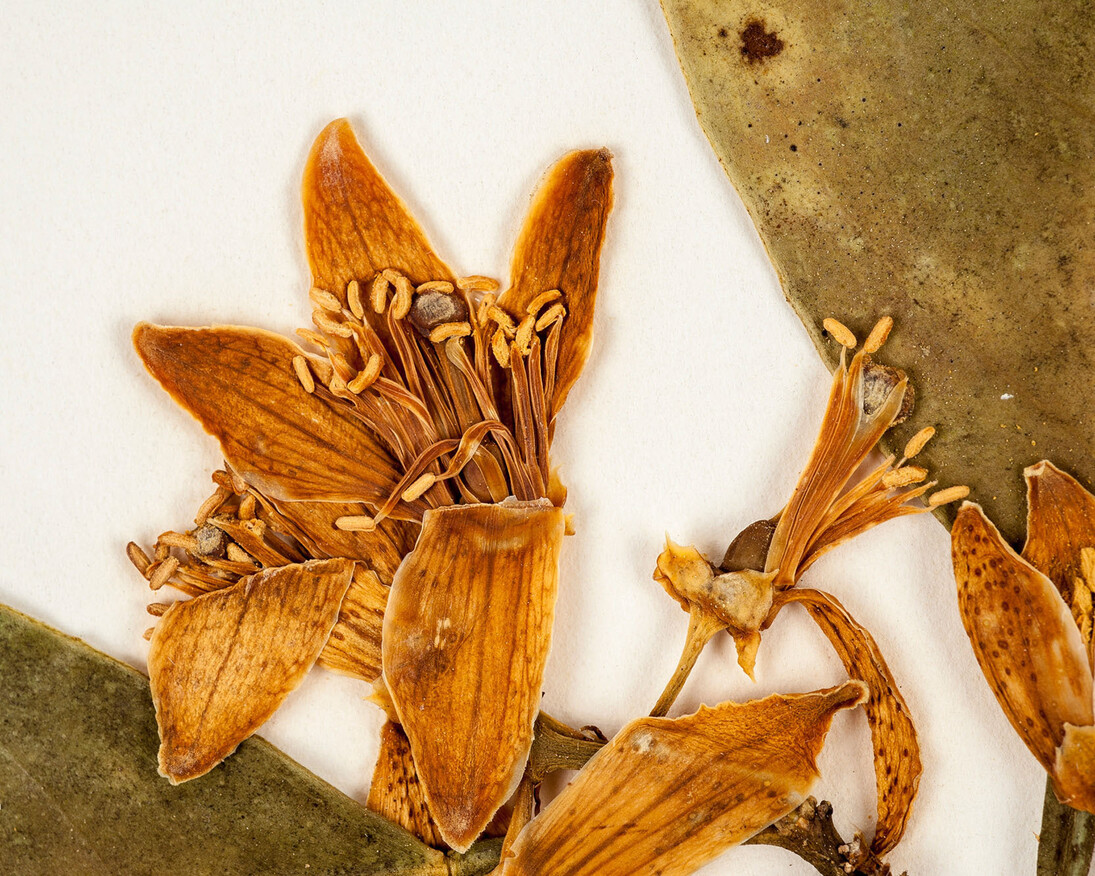 Rare, Beautiful & Fascinating. Courtesy of Florida Museum of Natural History