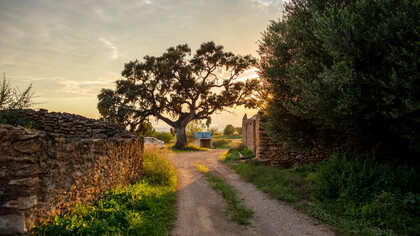 Un sendero hacia un paisaje bucólico en Vilafamés, España
