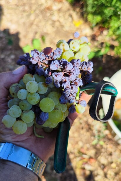 La vendemmia è una celebrazione della natura, un momento di unione tra le mani dell'uomo e la generosità della vite