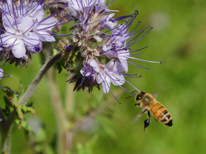 Border Free Bees