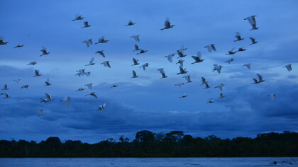Surcando el río Arauca