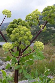 Angelica Archangelica