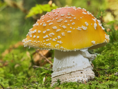 Amanita muscaria