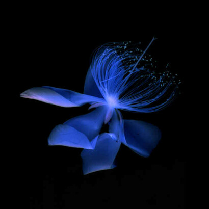  Yoishiro Nishimura, Millepertuis perforé. Scangramme, impression jet d'encre, 210×297 mm. Tirage limité à 30. Minnano Gallery, Tokyo.