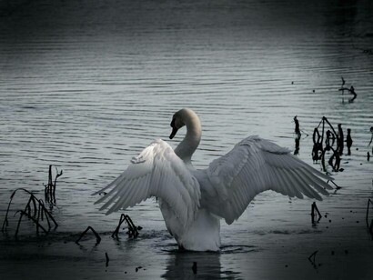 To follow the swan's flight into an empty   
blue-gray sky not yet devoid of hope 