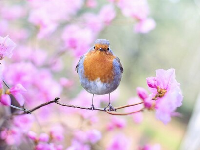 No one is there to welcome Spring