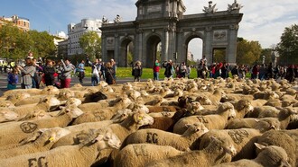 Rebaño de ovejas pasando junto a la Puerta de Alcalá de Madrid en plena trashumancia