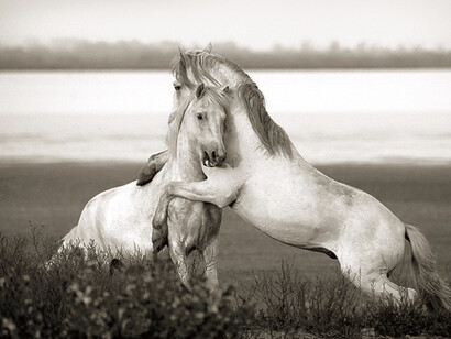 Wild in France. Courtesy of Flower + Hewes
