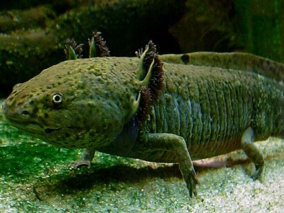 Ambystoma mexicanum (axolotl), Steinhart Aquarium, San Francisco, USA