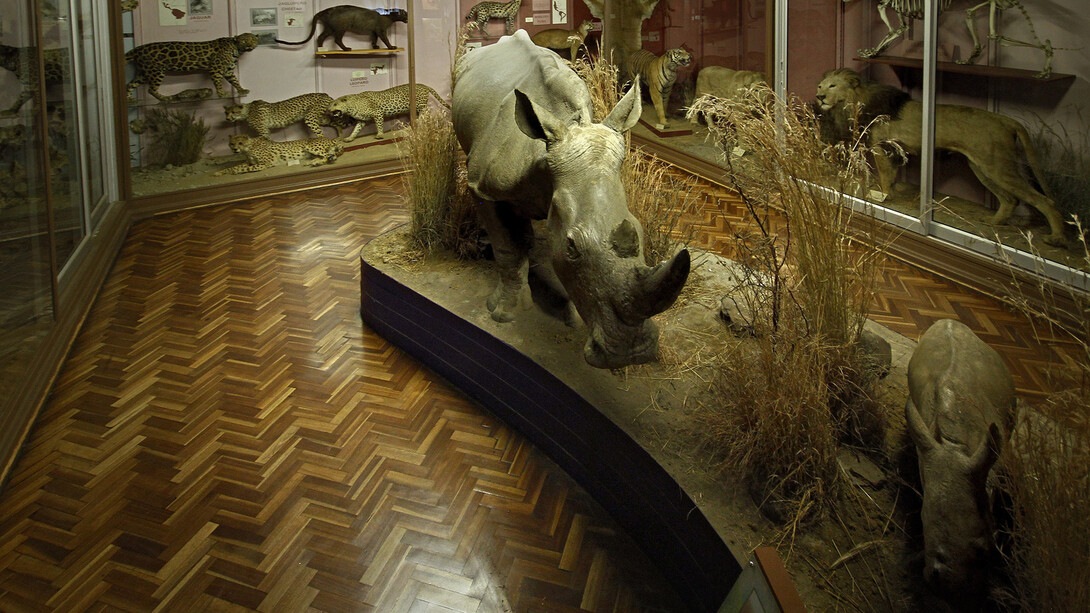 Mammals, exhibition view. Courtesy of National Museum Bloemfontein