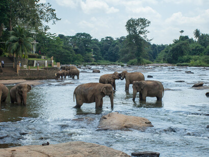Pinnawala elephants of Sri Lanka