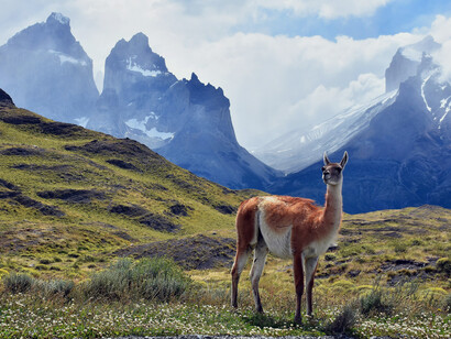 Guanaco patagónico en el Parque Nacional Torres del Paine, Chile. Aunque los camellos y dromedarios son los camélidos más conocidos, en Sudamérica existen especies como las llamas, guanacos, alpacas y vicuñas, que han evolucionado en condiciones extremas