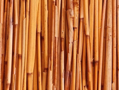 Costruire con il bambù potrebbe essere una soluzione green al posto di elementi inquinanti