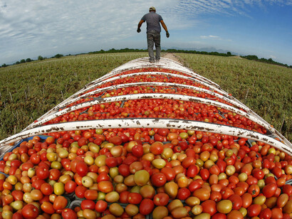 Plantación de tomates al sur de Estados Unidos