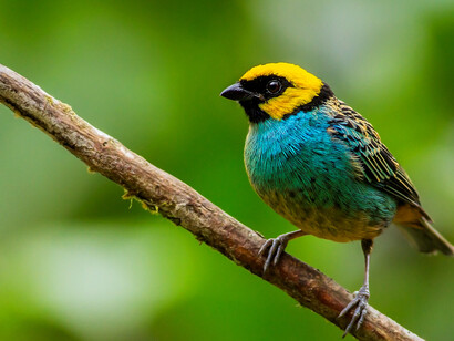 La tangara coronigualda («Tangara xanthocephala») se encuentra en los bosques de Bolivia, Colombia, Ecuador, Perú y Venezuela