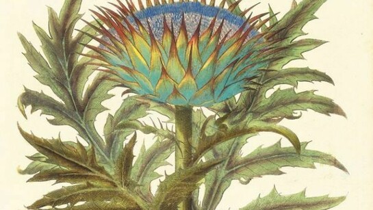 Hortus Eystettensis di Basilius Besler